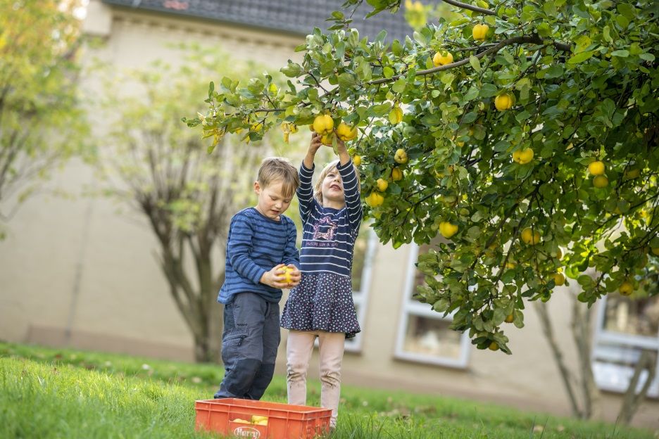 Zwei Kinder pflücken reife Quitten beim Hoftag auf dem Stiftsgut Stichelsdorf, umgeben von Bäumen und ländlicher Atmosphäre