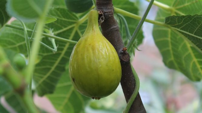 A single ripe fig growing on a fig tree in the Pflanzgarten