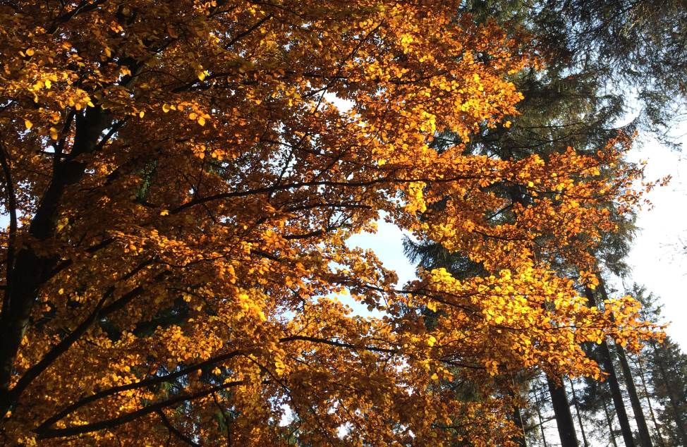 Baumkrone mit gelb verfärbten Blättern, die den Beginn des Herbstes zeigen