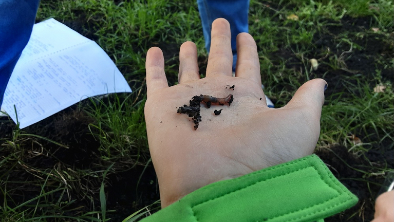 A freshly dug up earthworm lies on a child's hand.