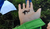 A freshly dug up earthworm lies on a child's hand.