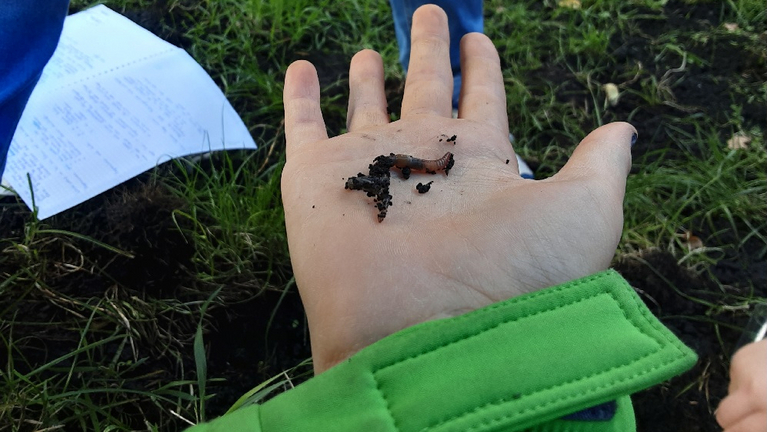 A freshly dug up earthworm lies on a child's hand.