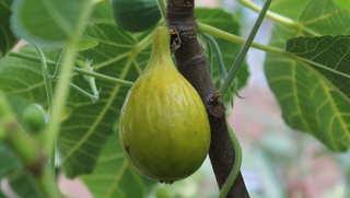 Eine Feige an einem Feigenbaum