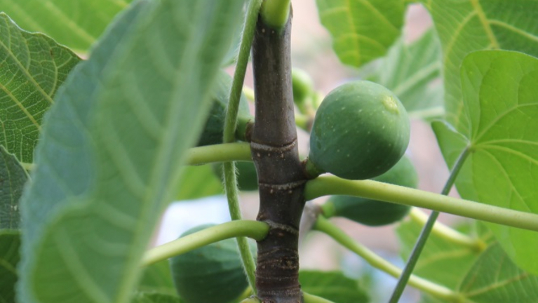 Eine Feige an einem Feigenbaum