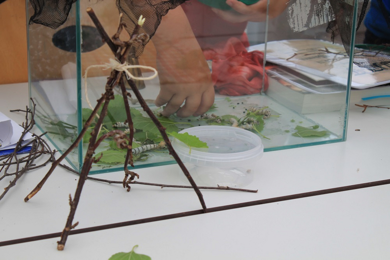 From small branches a rack was built, at which the caterpillars can pupate themselves.