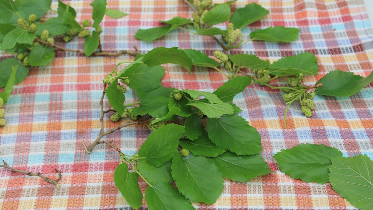 Frisch gepflückte Maulbeerblätter mit unreifen Maulbeeren