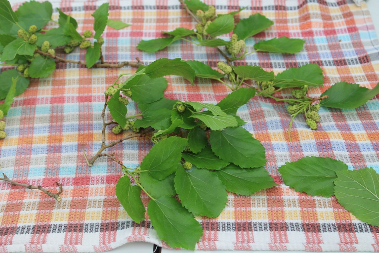 Freshly picked mulberry leaves with unripe mulberries.