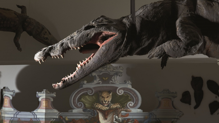 Zu sehen ist das Krokodil, welches mit geöffneten Maul von der Decke hängt.