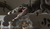 Zu sehen ist das Krokodil, welches mit geöffneten Maul von der Decke hängt.