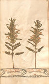 Herbarblatt Türkische Melisse (Dracocephalum moldavica L.). Aus: Dam, Christoph Friedrich: Herbarium Vivum: in tres Tomos divisum, collectum Halæ Saxonum in Pædagogio Regio Glauchensi. Bd. 1. 1729. 