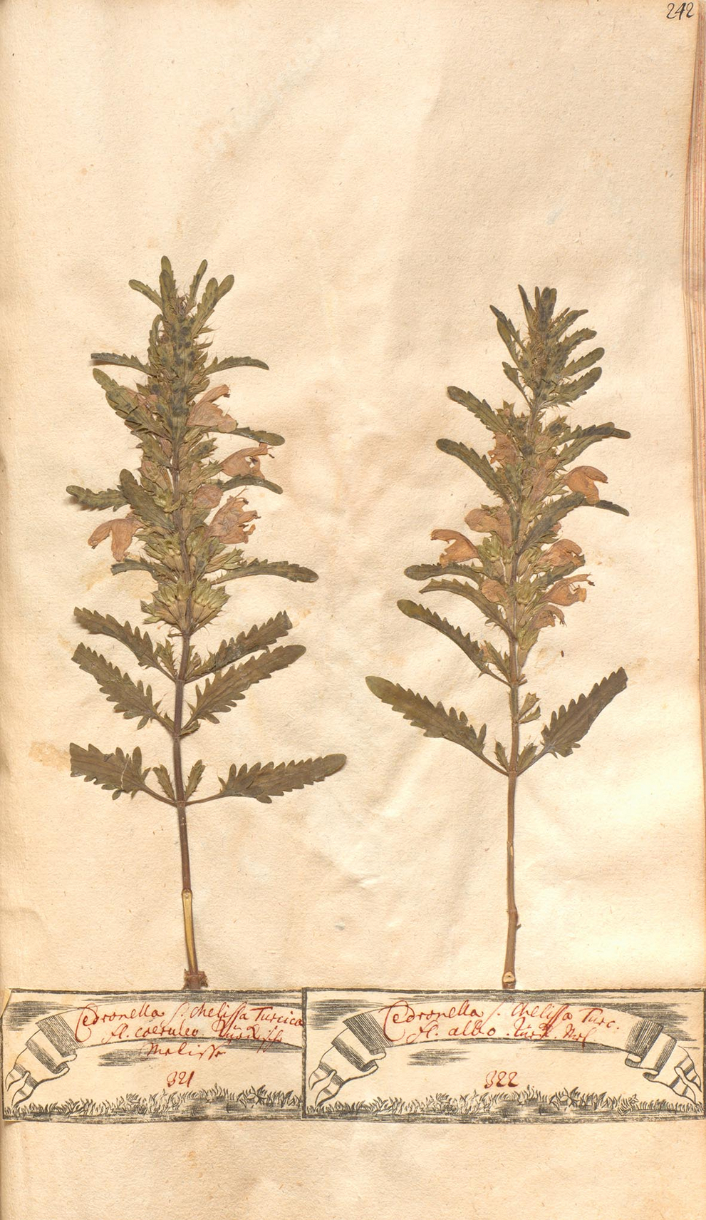 Herbarblatt Türkische Melisse (Dracocephalum moldavica L.). Aus: Dam, Christoph Friedrich: Herbarium Vivum: in tres Tomos divisum, collectum Halæ Saxonum in Pædagogio Regio Glauchensi. Bd. 1. 1729. 