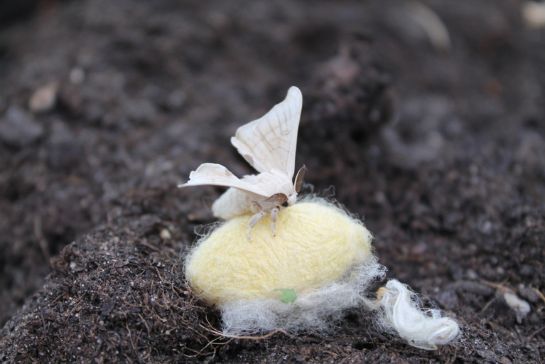 A freshly hatched silkworm on its silk cocoon.