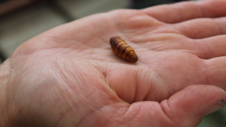 Eine Hand präsentiert eine Puppe ohne Kokon.