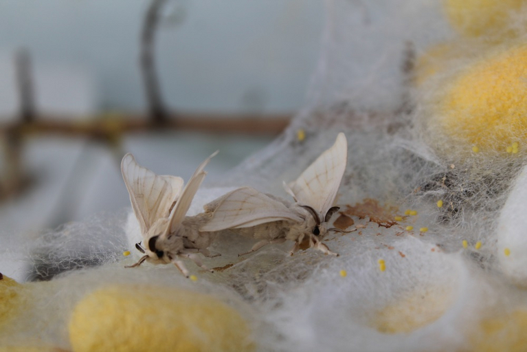 Two silkworm moth mating