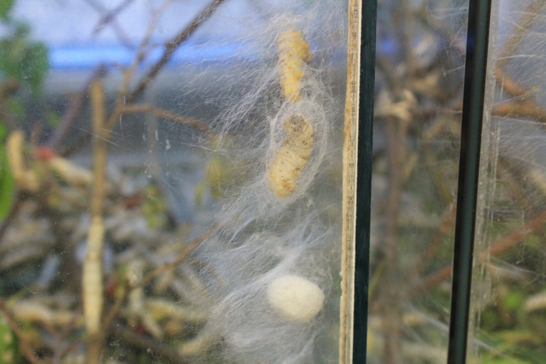 Silk spinner pupal in different stages: a caterpillar with thin silk threads around it and a completely closed cocoon.