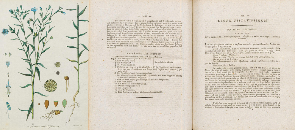 Saat-Lein, Flachs (Linum usitatissimum L.) In: Botanisches Bilderbuch für die Jugend und Freunde der Pflanzenkunde. Hg. v. Friedrich Dreves u. Friedrich Gottlob Hayne. Bd. 3. Getreue Abbildungen und Zergliederungen Deutscher Gewächse. Leipzig: Voss und Compagnie, 1798.