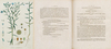 Saat-Lein, Flachs (Linum usitatissimum L.) In: Botanisches Bilderbuch für die Jugend und Freunde der Pflanzenkunde. Hg. v. Friedrich Dreves u. Friedrich Gottlob Hayne. Bd. 3. Getreue Abbildungen und Zergliederungen Deutscher Gewächse. Leipzig: Voss und Compagnie, 1798.