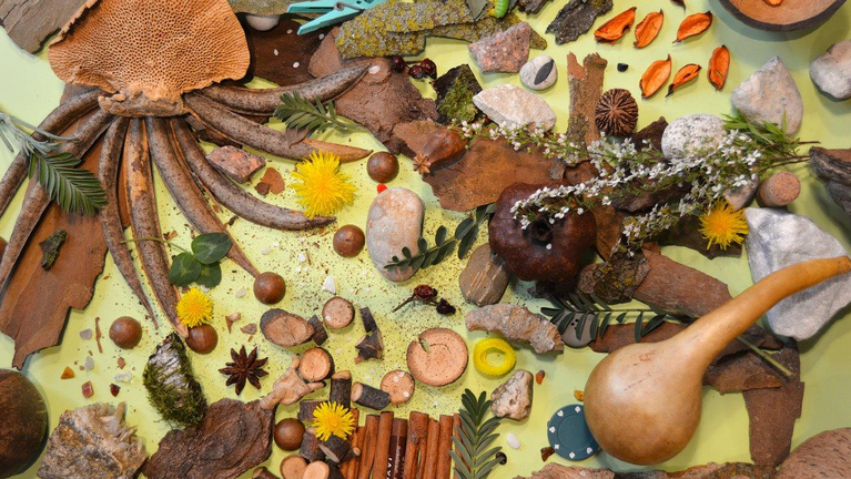 Ein Sammelsurium aus Naturobjekten, ein Suchbild