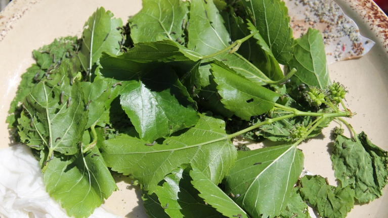 Ein Haufen Maulbeerblätter mit kleinen Seidenraupen darauf