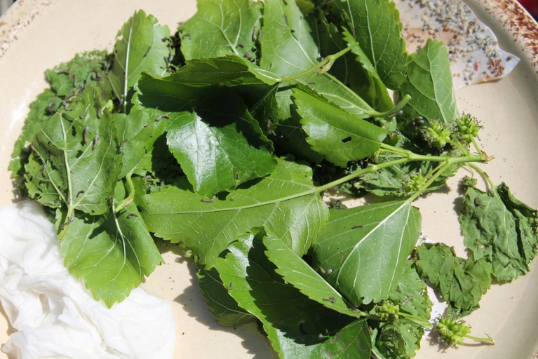 A bunch of mulberry leaves with little silkworms on them.