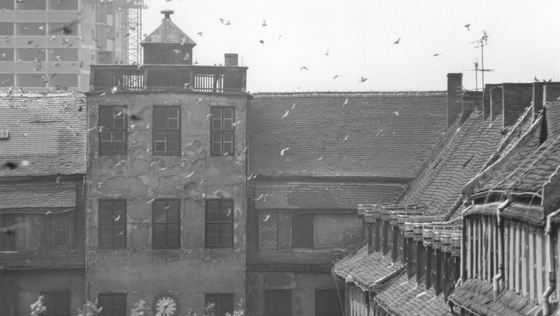 Ansicht des Waisenhauses vom Lindenhof aus. Um den Altan kreisen Taubenschwärme. Im Hintergrund ist der Plattenbau des Hochhauses am Steg zu sehen. 
