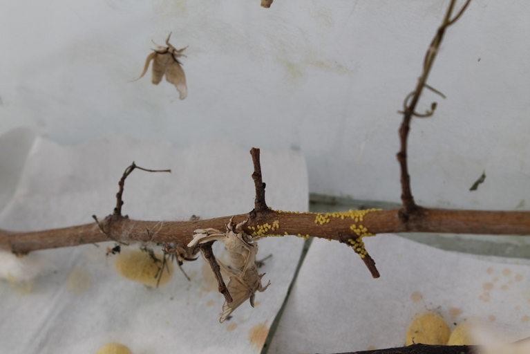 Many small yellow eggs on a branch.