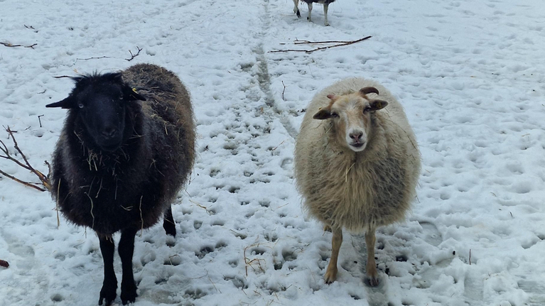 Ein schwarzes und ein weißes Schaf auf einer verschneiten Wiese schauen in die Linse des Fotografen. 