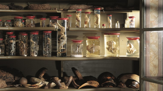 Im Animalienschrank der Wunderkammer sind allerlei Tiere in konserviert, auch Hörner, Panzer und Krallen.